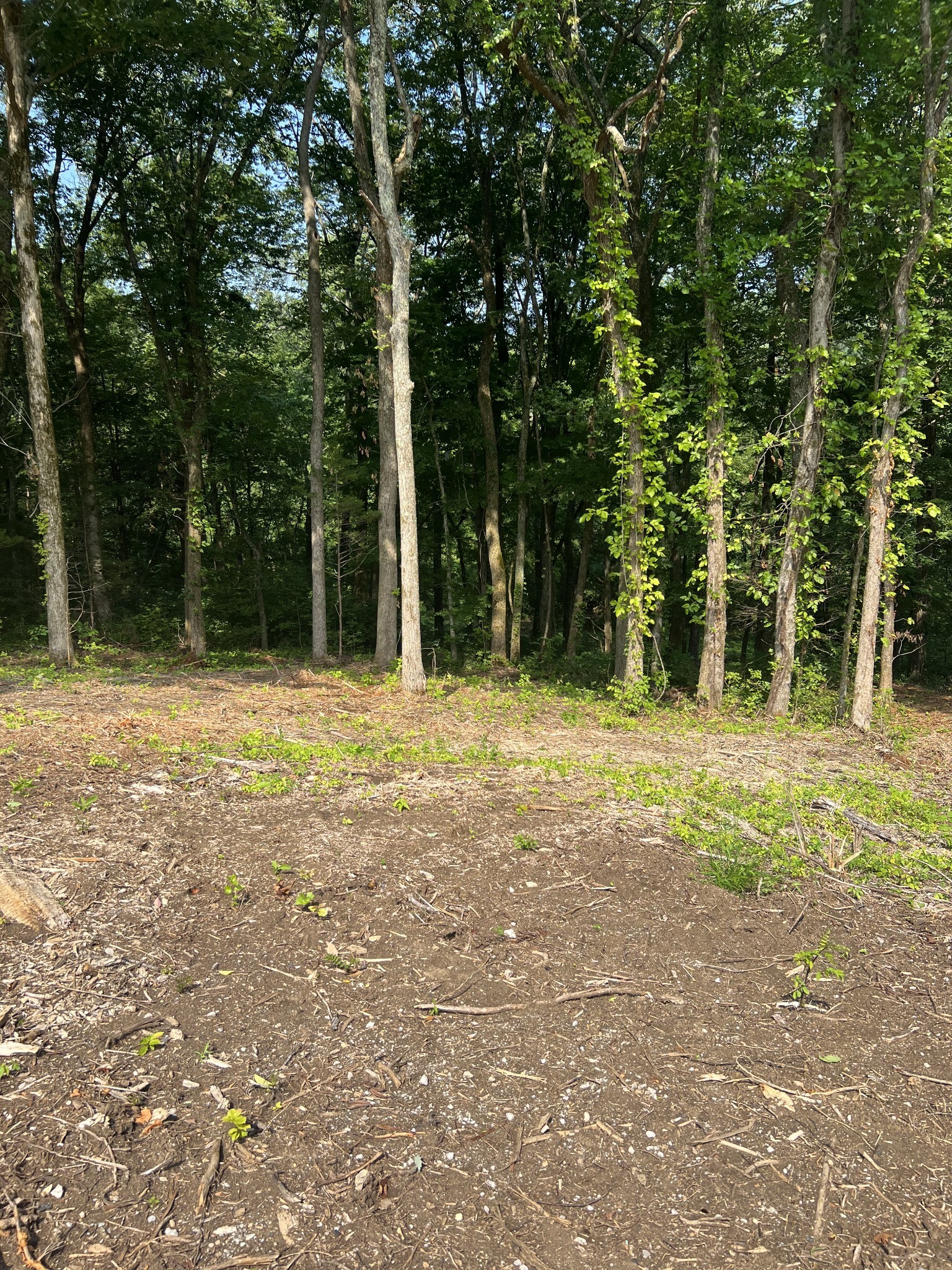0 Shop Springs Road Watertown, TN 37184 - Photo 14 of 26 a view of outdoor space with trees