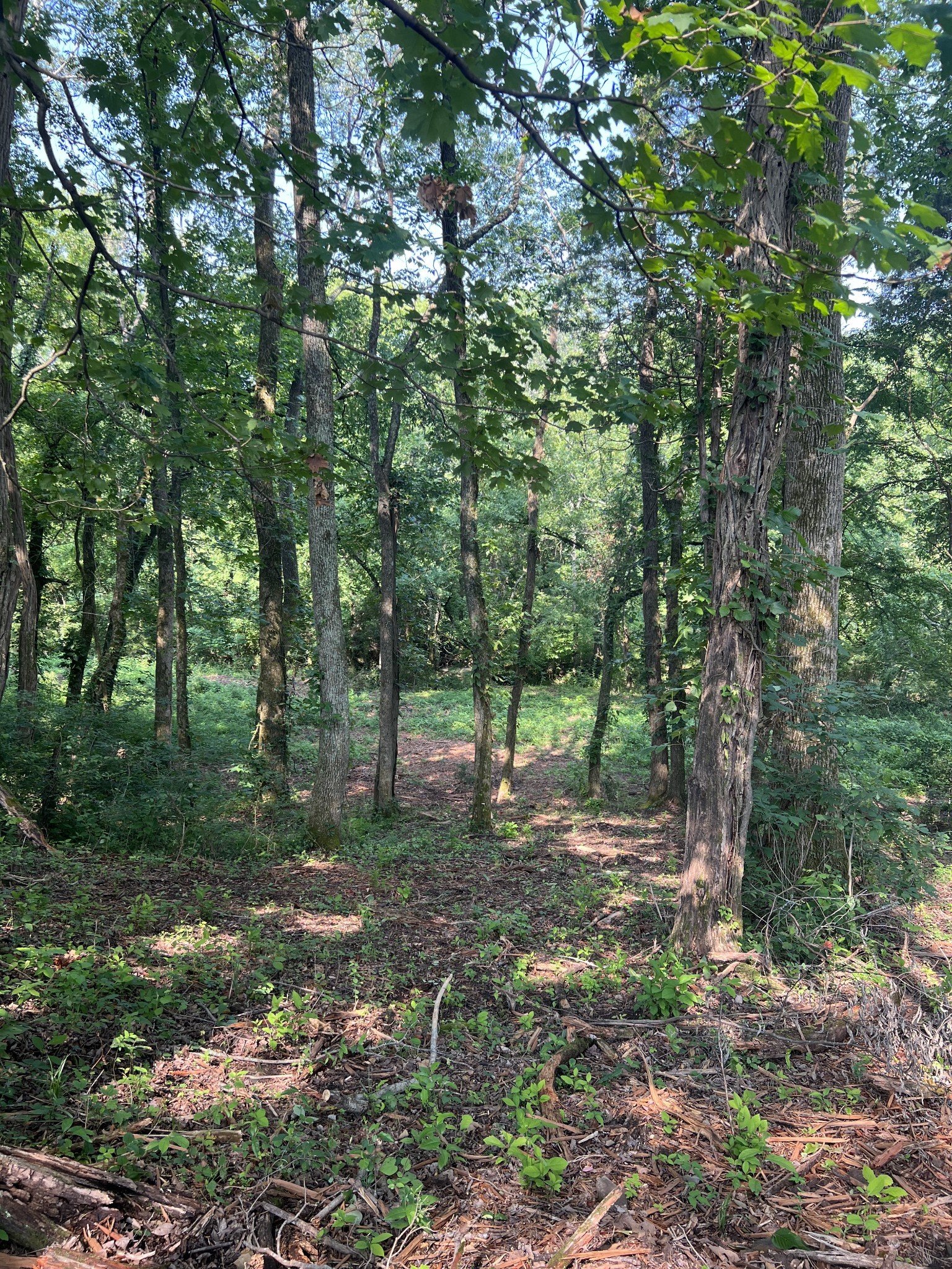 0 Shop Springs Road Watertown, TN 37184 - Photo 3 of 26 a view of a forest with trees in the background