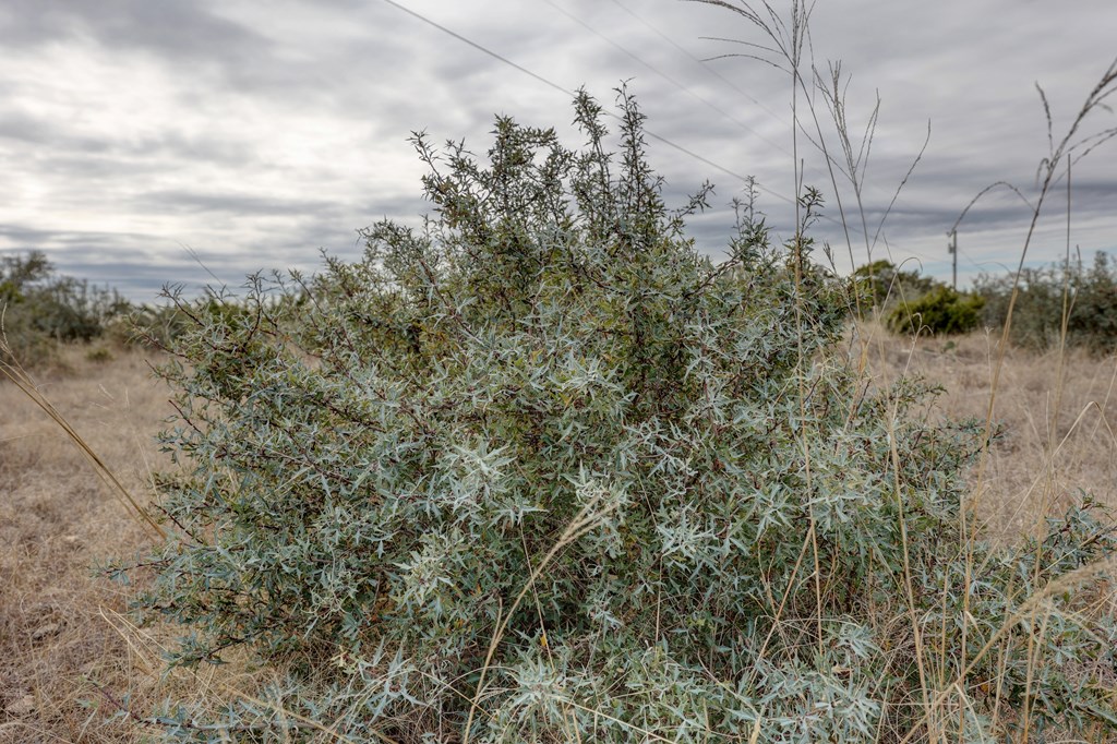 870 Rocky Top Road Southwest Hunt, TX 78024 - Photo 13 of 63 a view of a yard