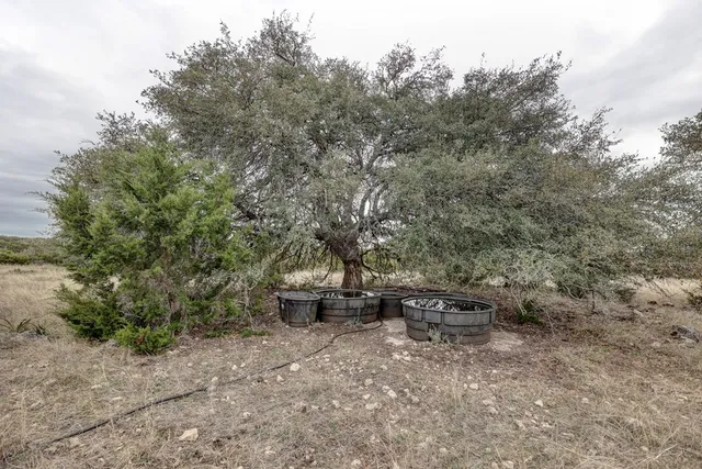 a view of a dry yard with trees
