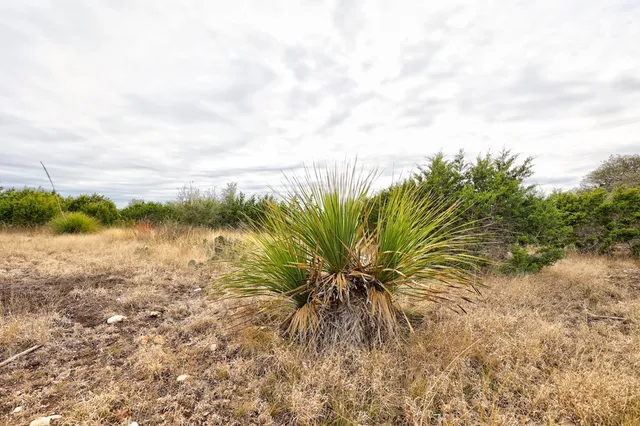 a view of a dry yard with trees
