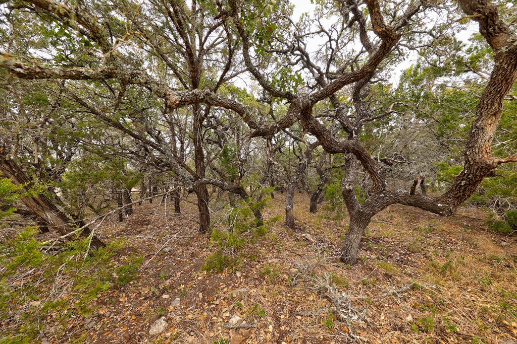 870 Rocky Top Road Southwest Hunt, TX 78024 - Photo 28 of 63 a view of a yard with some trees