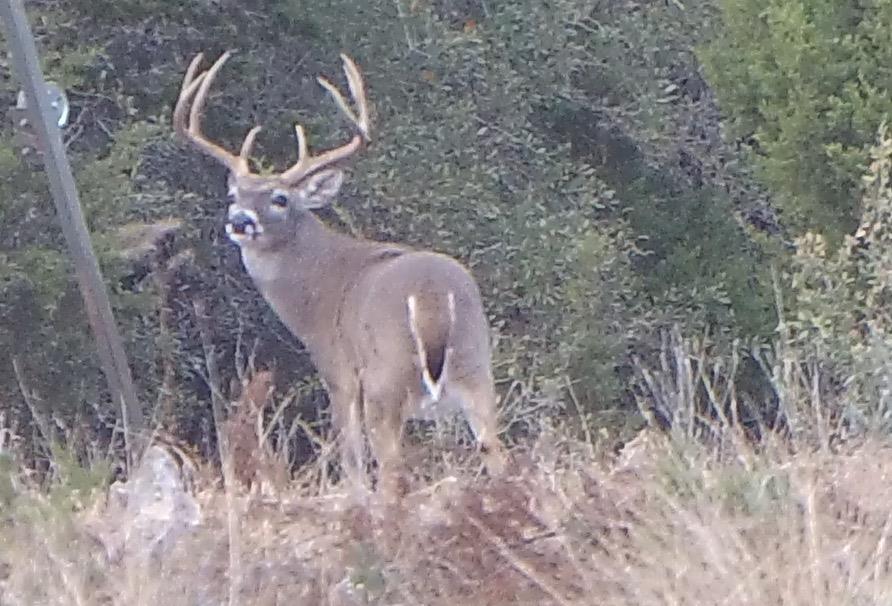 870 Rocky Top Road Southwest Hunt, TX 78024 - Photo 3 of 63