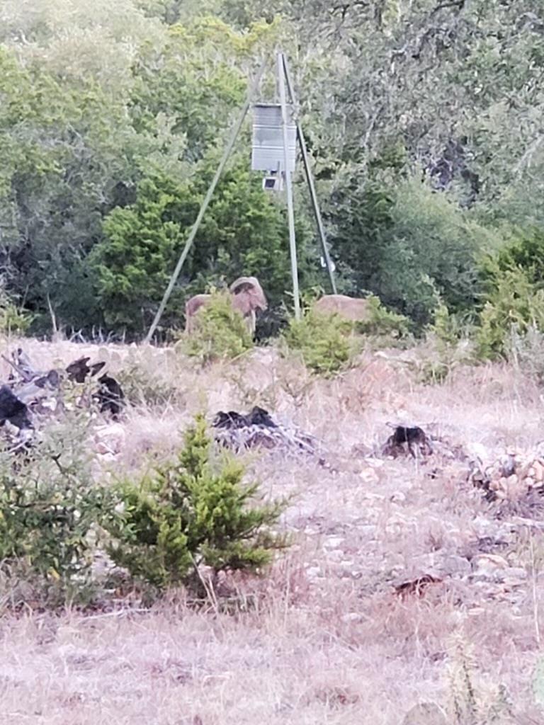 870 Rocky Top Road Southwest Hunt, TX 78024 - Photo 6 of 63 a backyard of a house with lots of green space