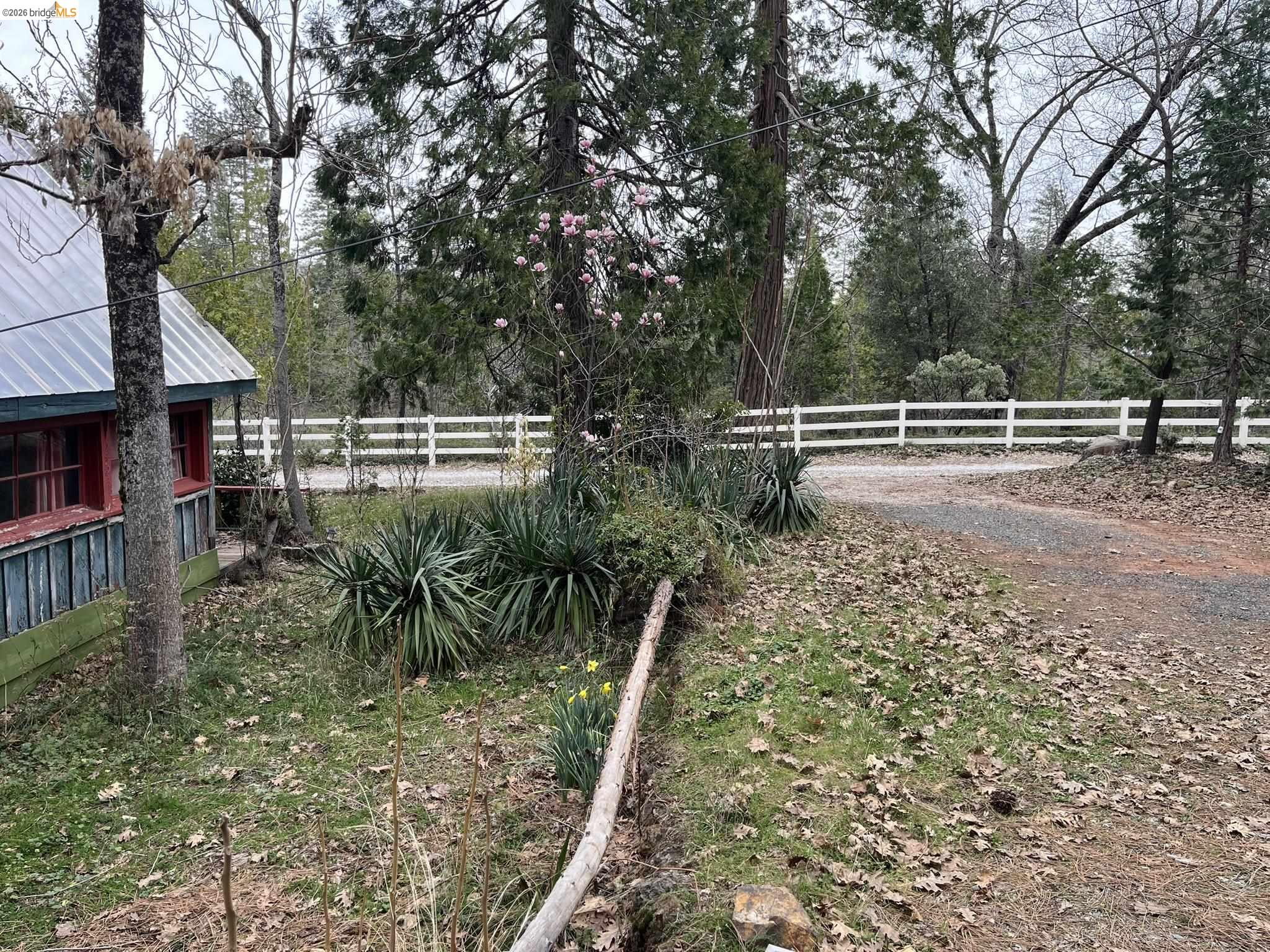 23090 North Bald Mountain Road Sonora, CA 95370 - Photo 4 of 59 a view of a yard with plants and trees