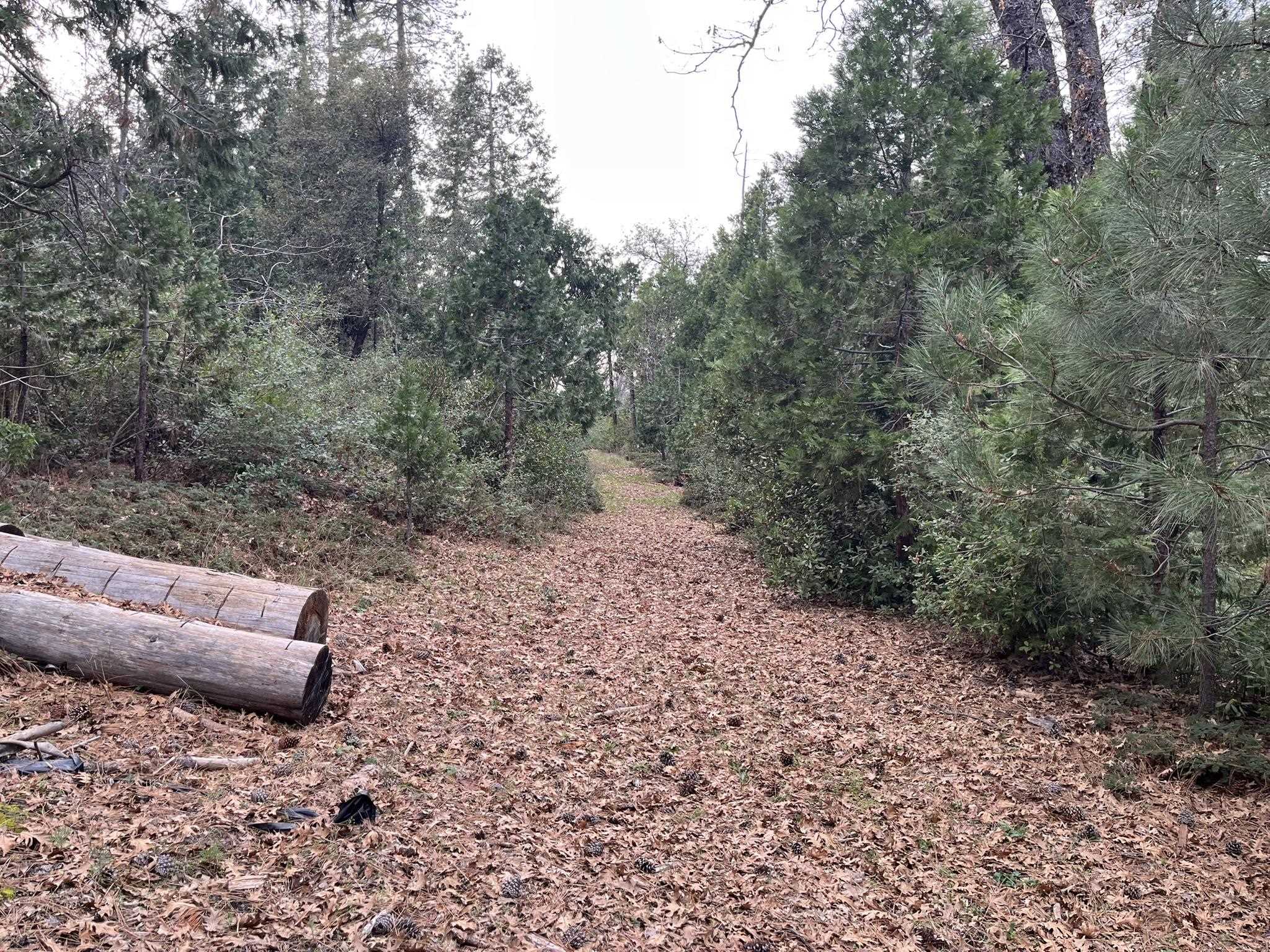 23090 North Bald Mountain Road Sonora, CA 95370 - Photo 58 of 59 View of nature