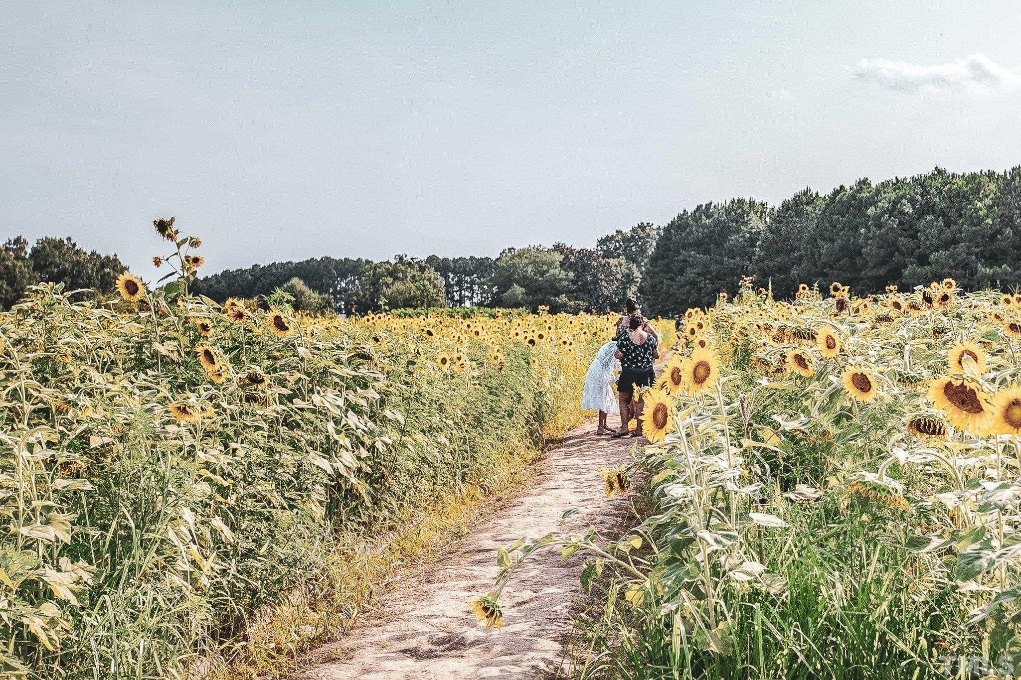407 West Lenoir Street Raleigh, NC 27601 - Photo 41 of 42