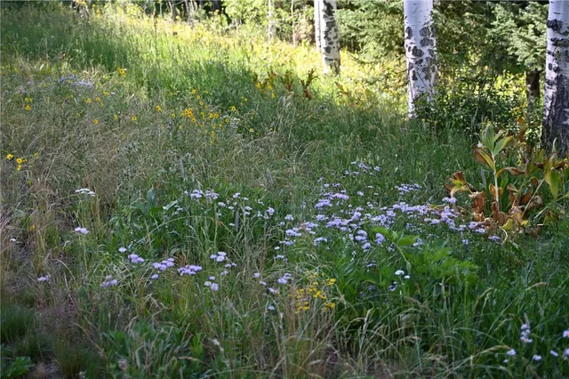 a view of a lush green yard