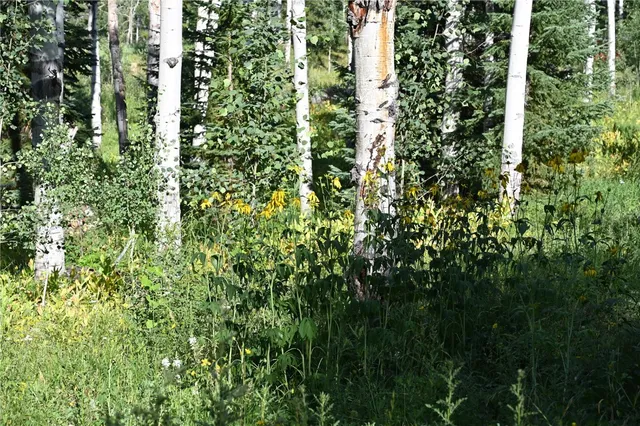 a view of a plant in a garden