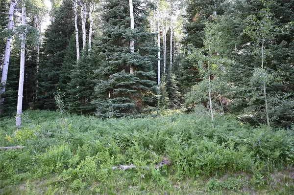 a view of a forest