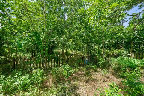 a view of a lush green forest