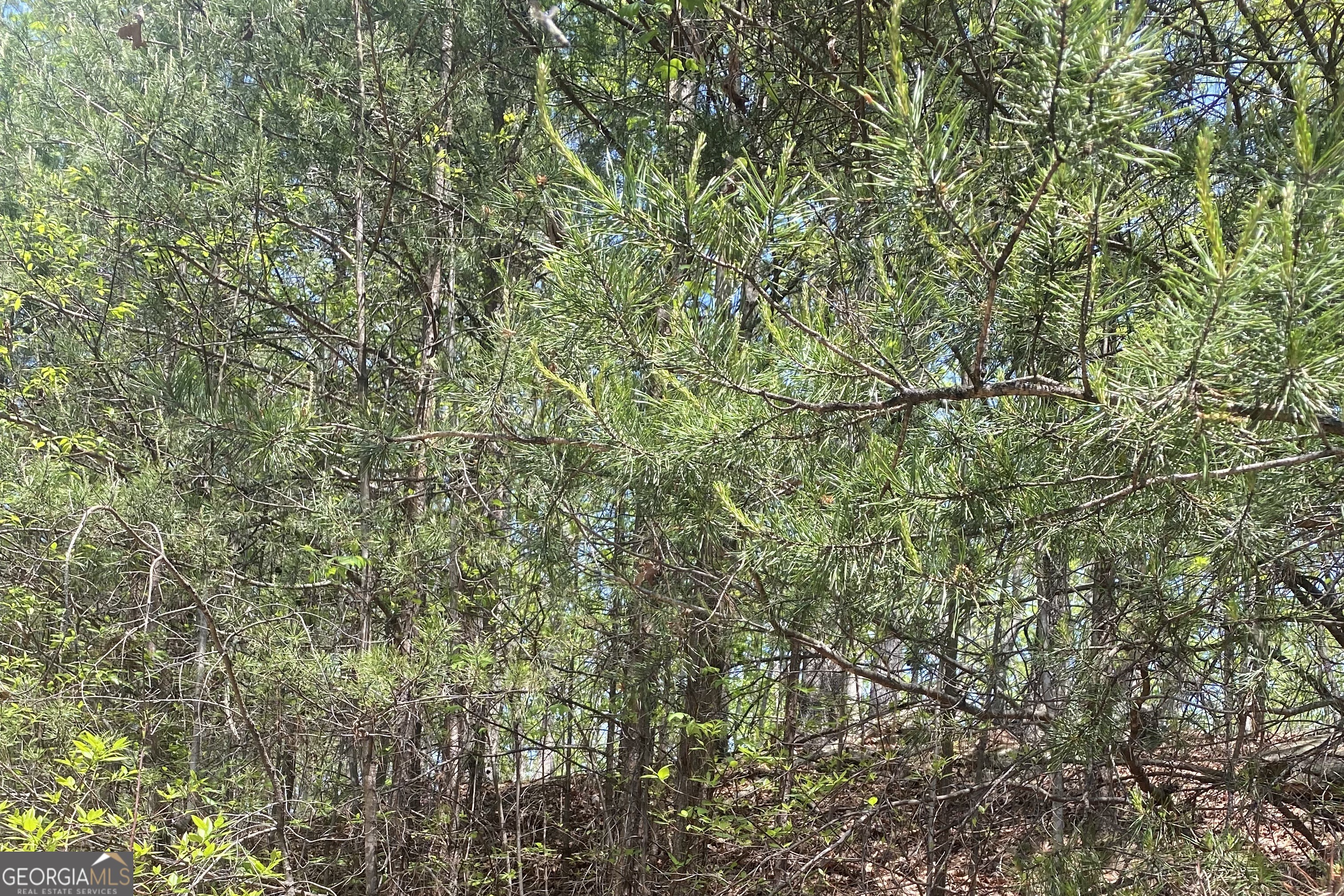 133 Lakeview Walk Baldwin, GA 30511 - Photo 9 of 11 a view of a yard with a tree
