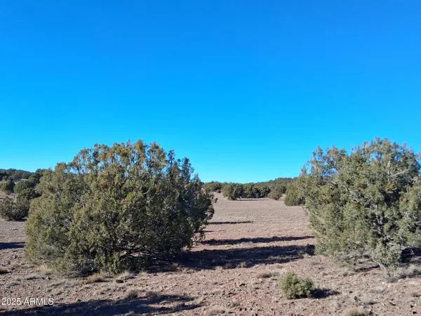 a view of a dry yard with mountains in the background