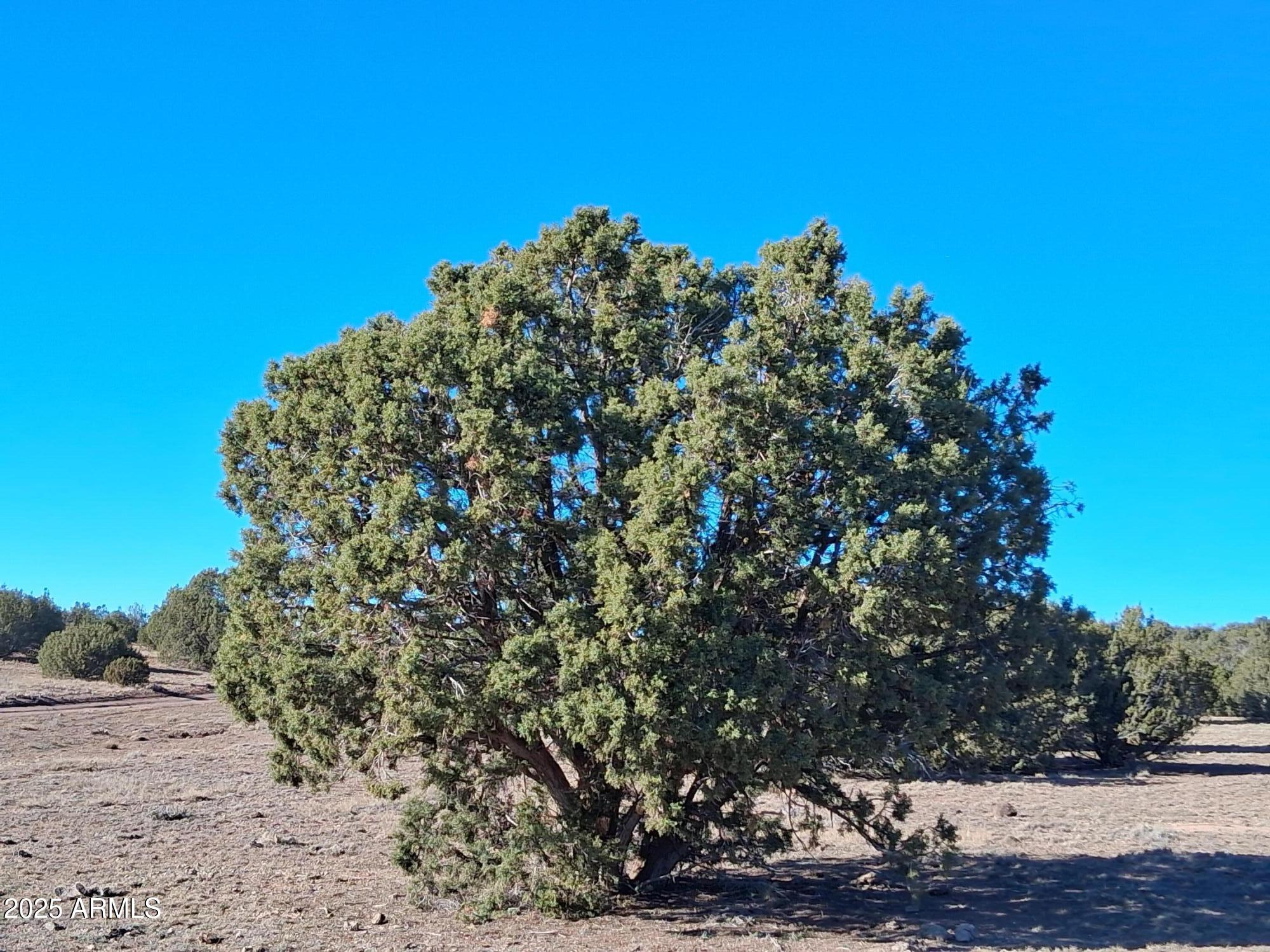 201 County Road Concho, AZ 85924 - Photo 9 of 21 a view of a large yard with lots of trees