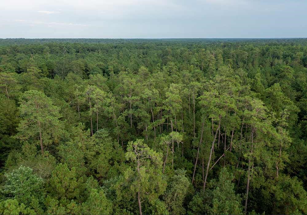 39 Coyote Run New Waverly, TX 77358 - Photo 2 of 4