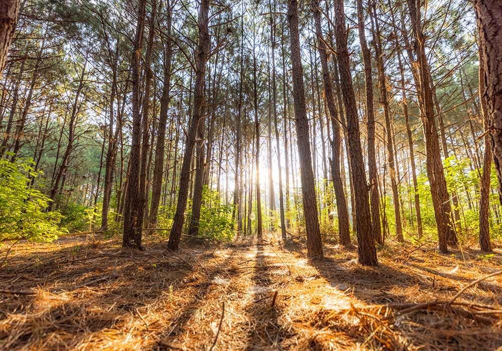 39 Coyote Run New Waverly, TX 77358 - Photo 3 of 4