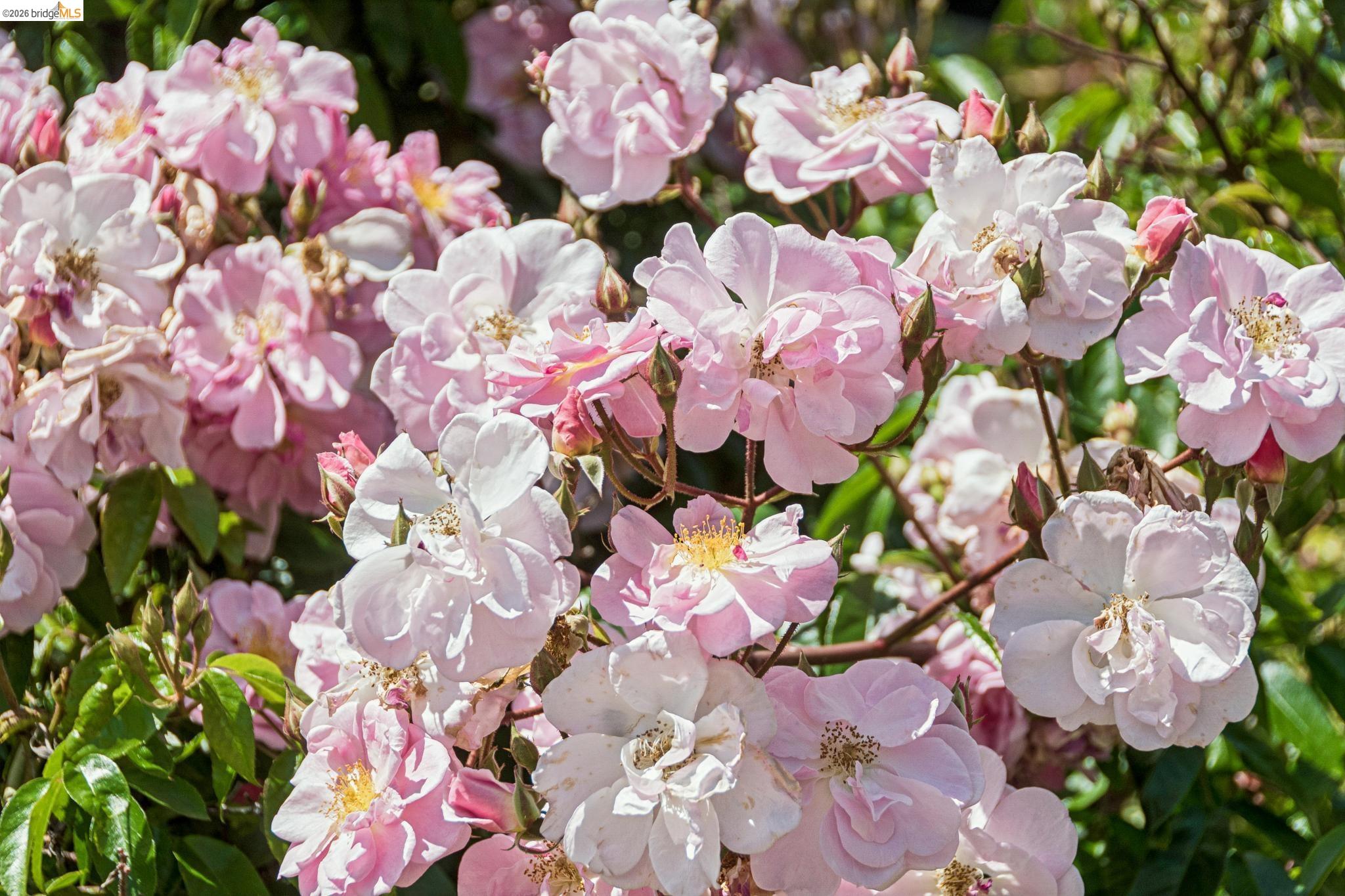 1233 Carleton Street Berkeley, CA 94702 - Photo 36 of 41