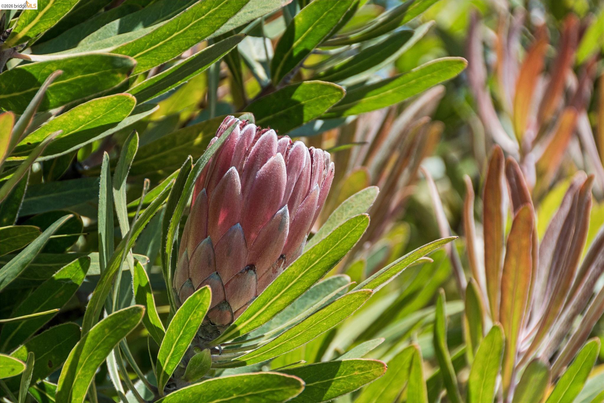 1233 Carleton Street Berkeley, CA 94702 - Photo 37 of 41