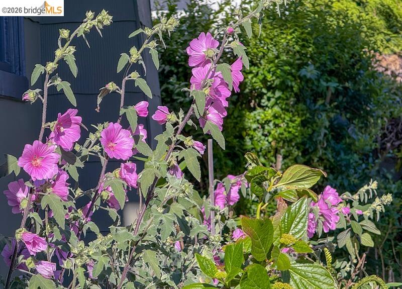 1233 Carleton Street Berkeley, CA 94702 - Photo 39 of 41