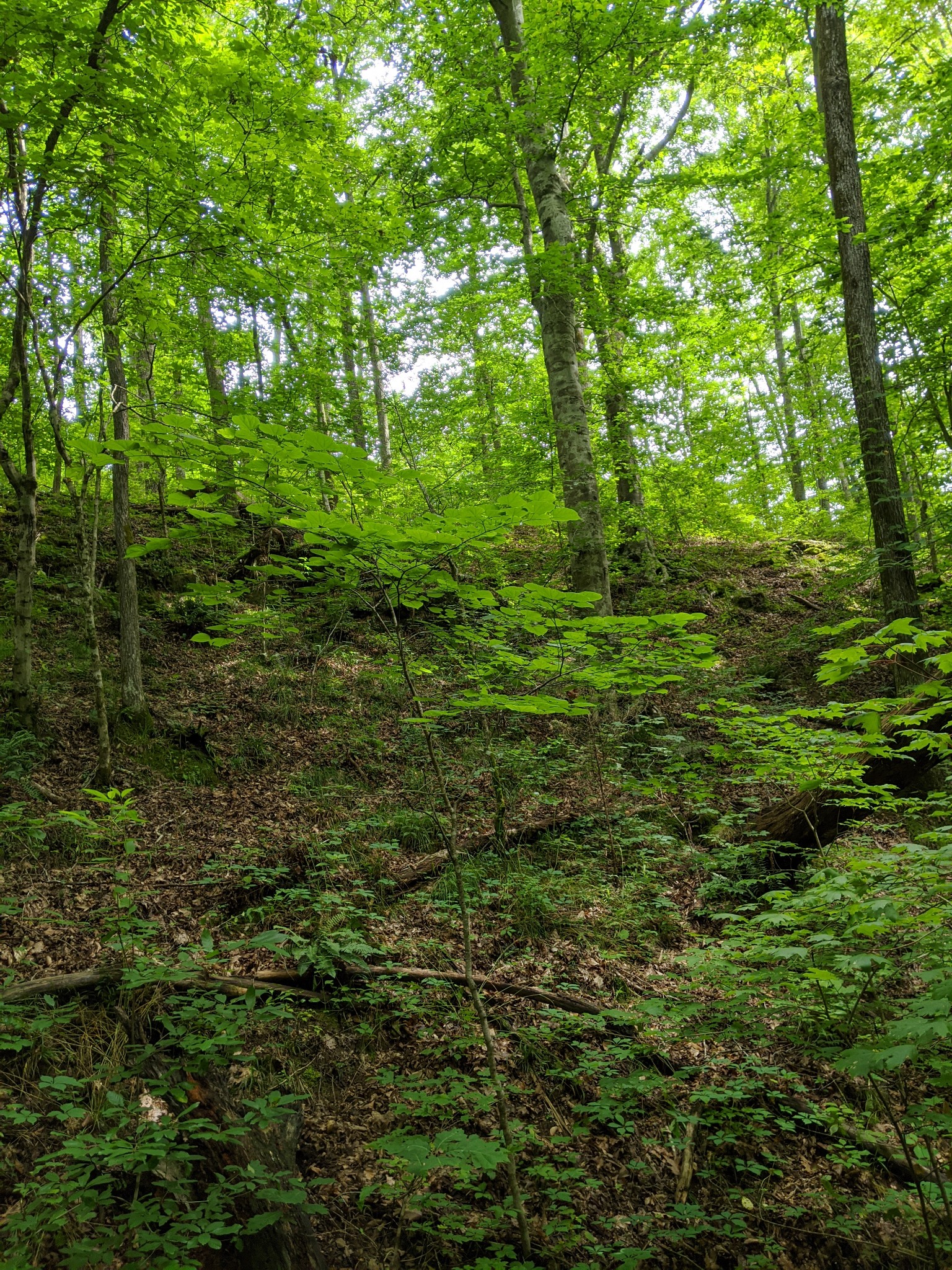 816 Cates Road Lawrenceburg, TN 38464 - Photo 35 of 46