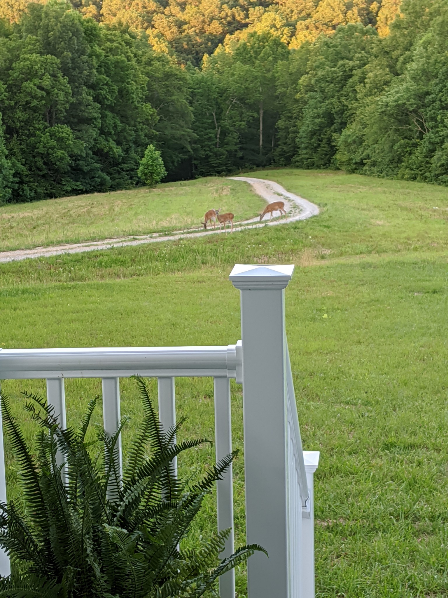 816 Cates Road Lawrenceburg, TN 38464 - Photo 7 of 46