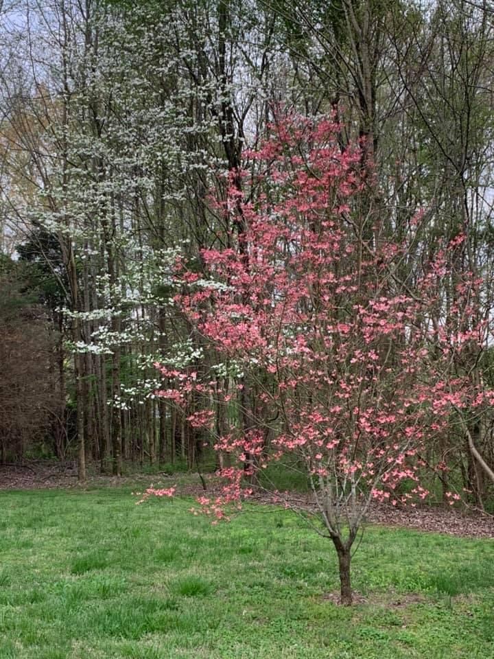 1384 Fowler Ford Road Portland, TN 37148 - Photo 14 of 48 a backyard of a house with lots of green space