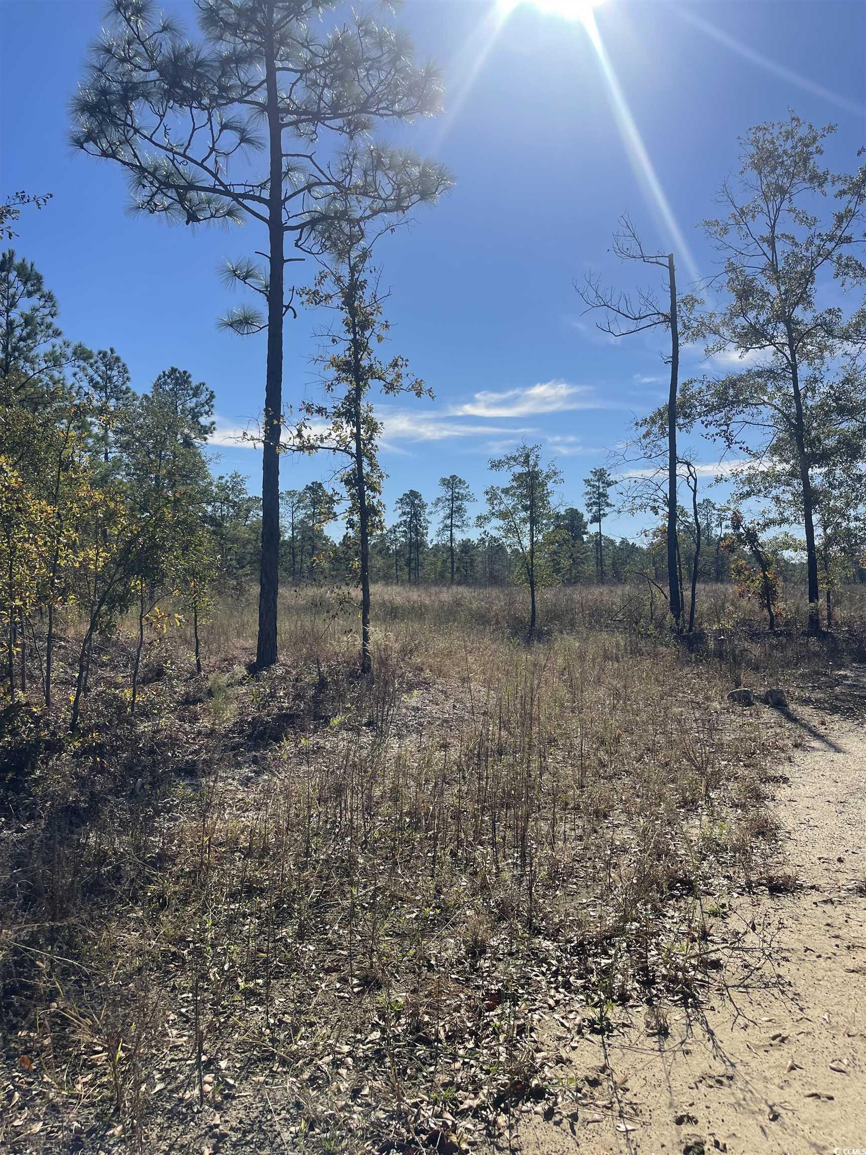 Lot Z1 Hardwick Road Conway, SC 29526 - Photo 3 of 11 View of landscape