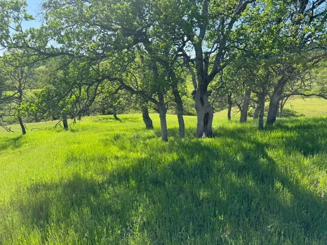 a view of an trees with yard