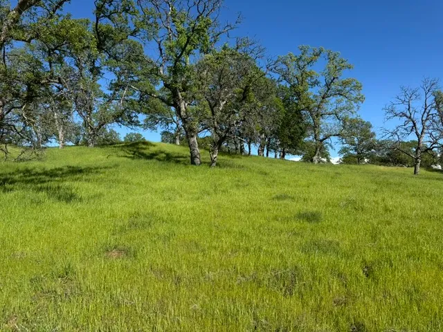 a view of a tree in a yard