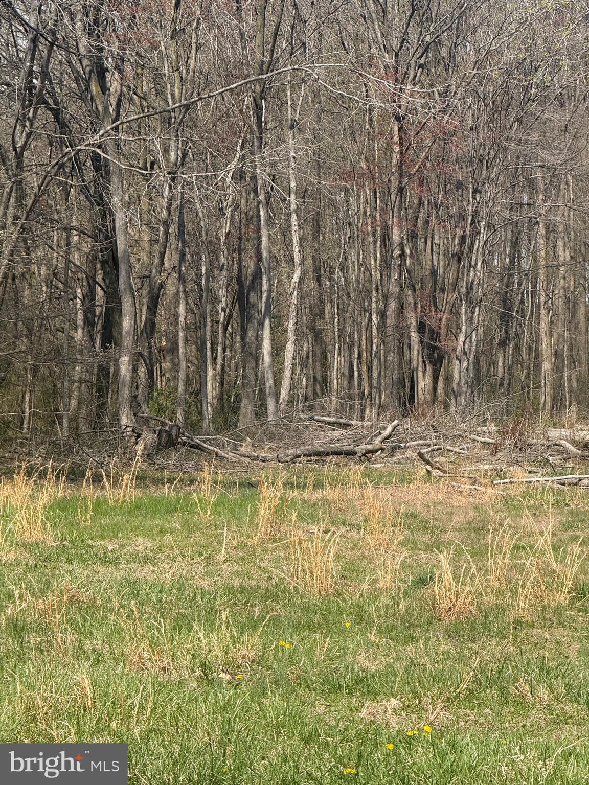 Barclay Cutoff Road Barclay, MD 21607 - Photo 6 of 7