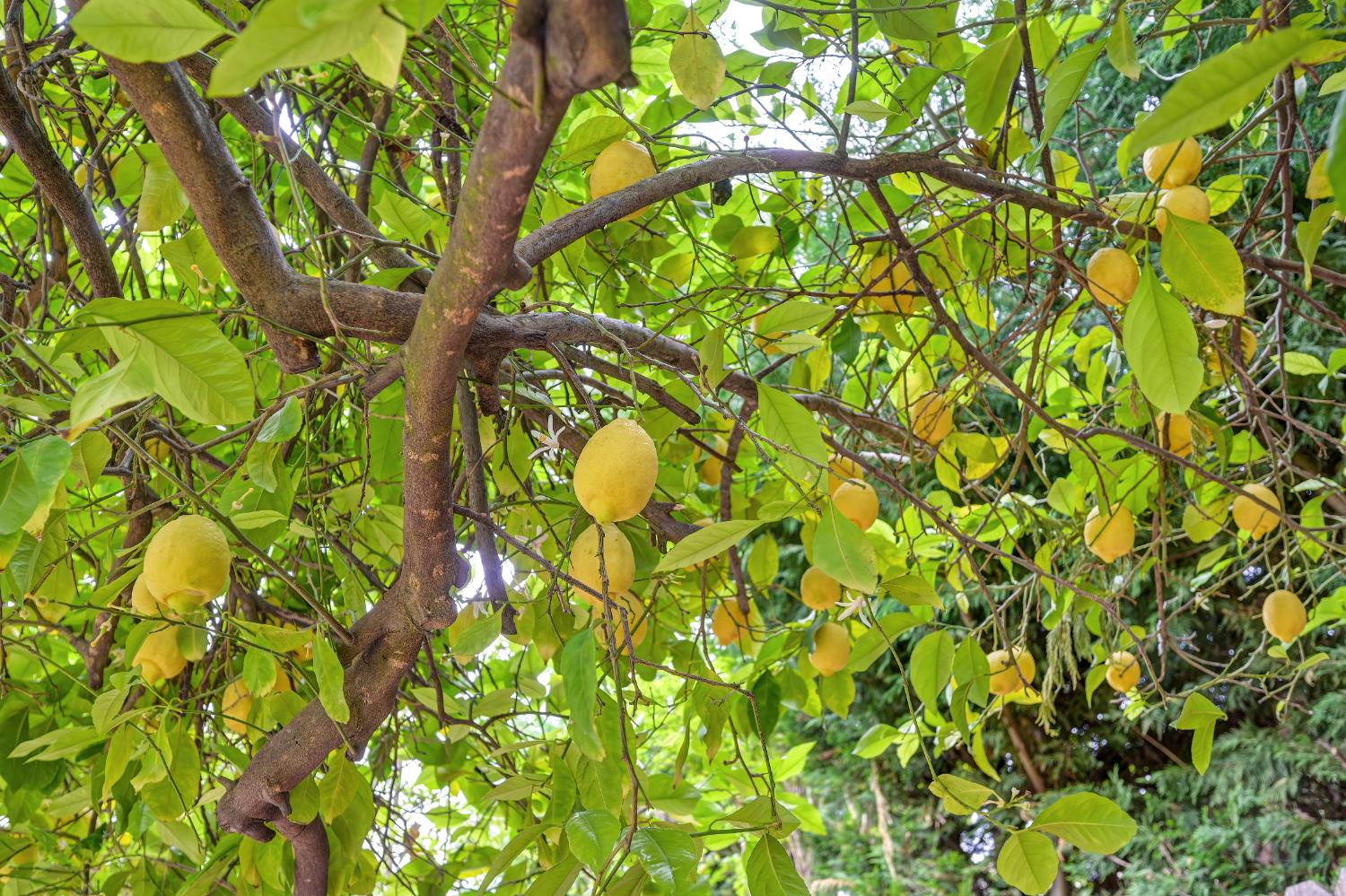 9177 Rizes Way Elk Grove, CA 95758 - Photo 73 of 96