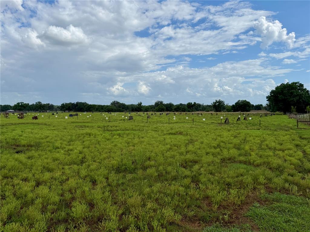 64 West St Road Wauchula, FL 33873 - Photo 11 of 12 a view of a green field with lots of trees in the background