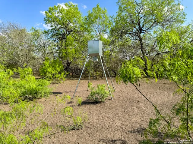 a view of a tree in a yard