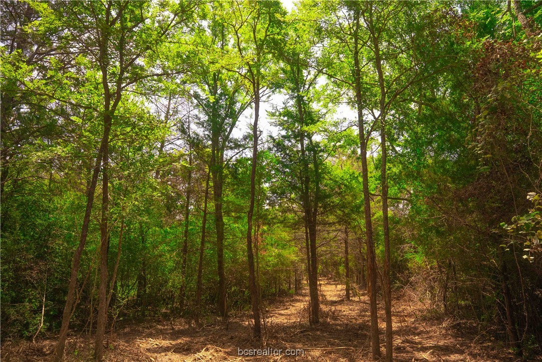 5115-n State Highway Hearne, TX 77859 - Photo 8 of 12 a view of forest