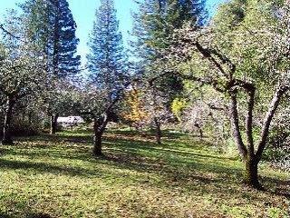 13115 Dupont Road Sebastopol, CA 95472 - Photo 5 of 10 a view of a yard with large trees