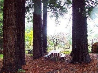 13115 Dupont Road Sebastopol, CA 95472 - Photo 9 of 10 a view of backyard with garden