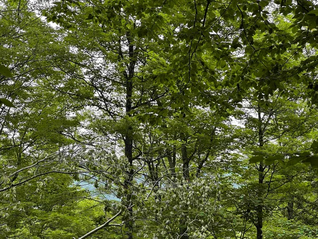 $99,000 | 0 Ice Pond Road, Pittsford, VT 05763