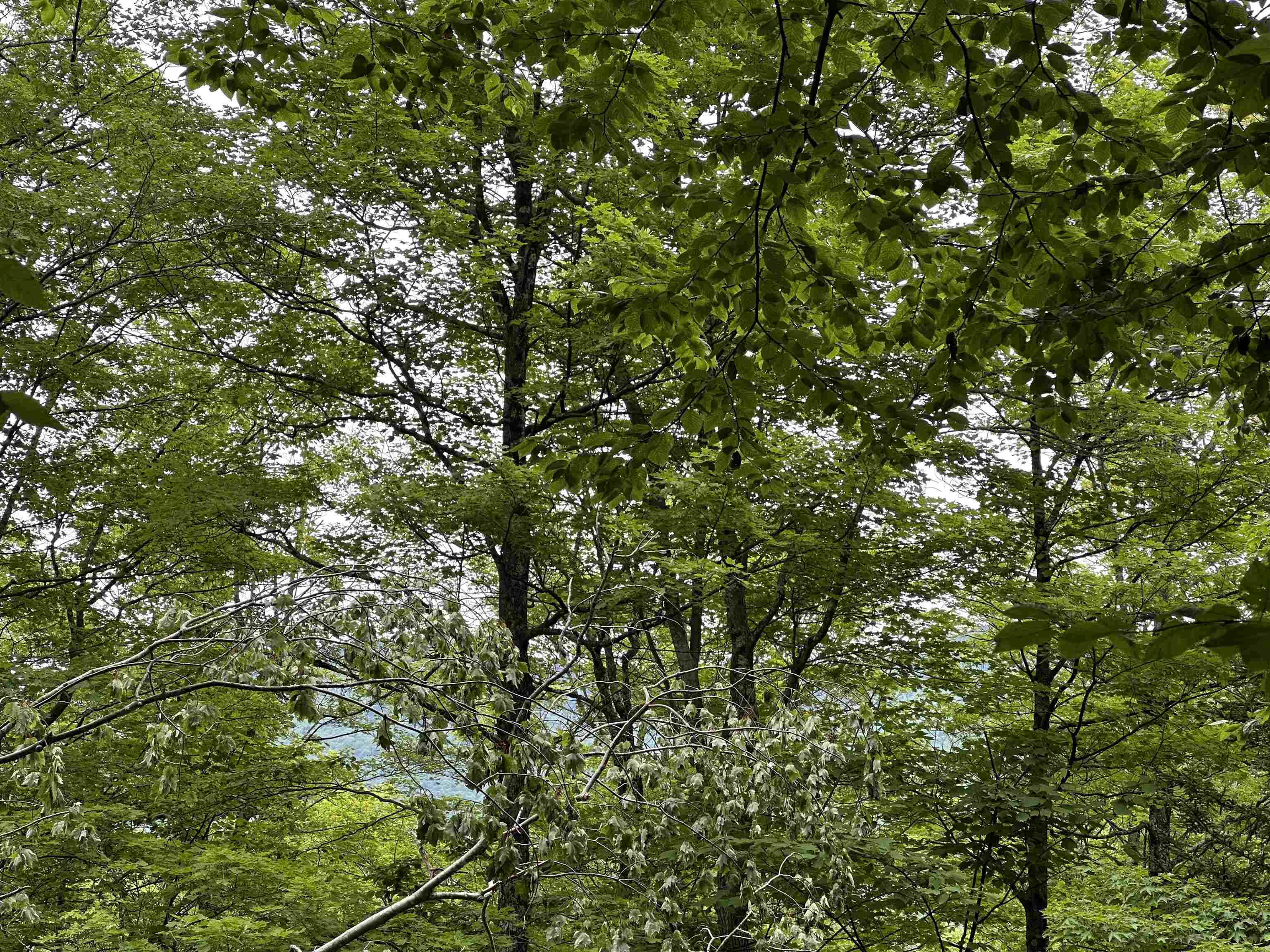 0 Ice Pond Road Pittsford, VT 05763 - Photo 12 of 58