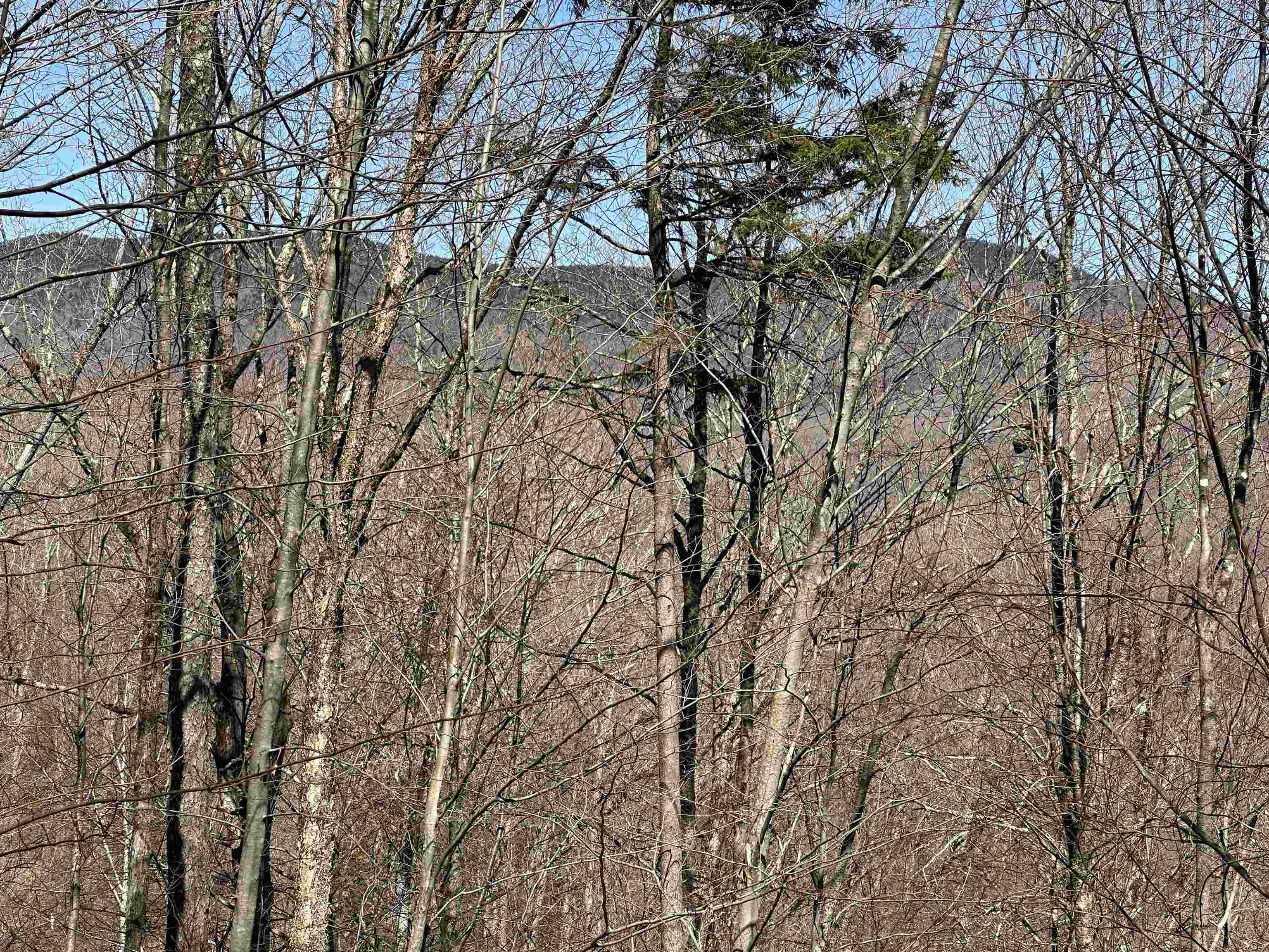 0 Ice Pond Road Pittsford, VT 05763 - Photo 24 of 58