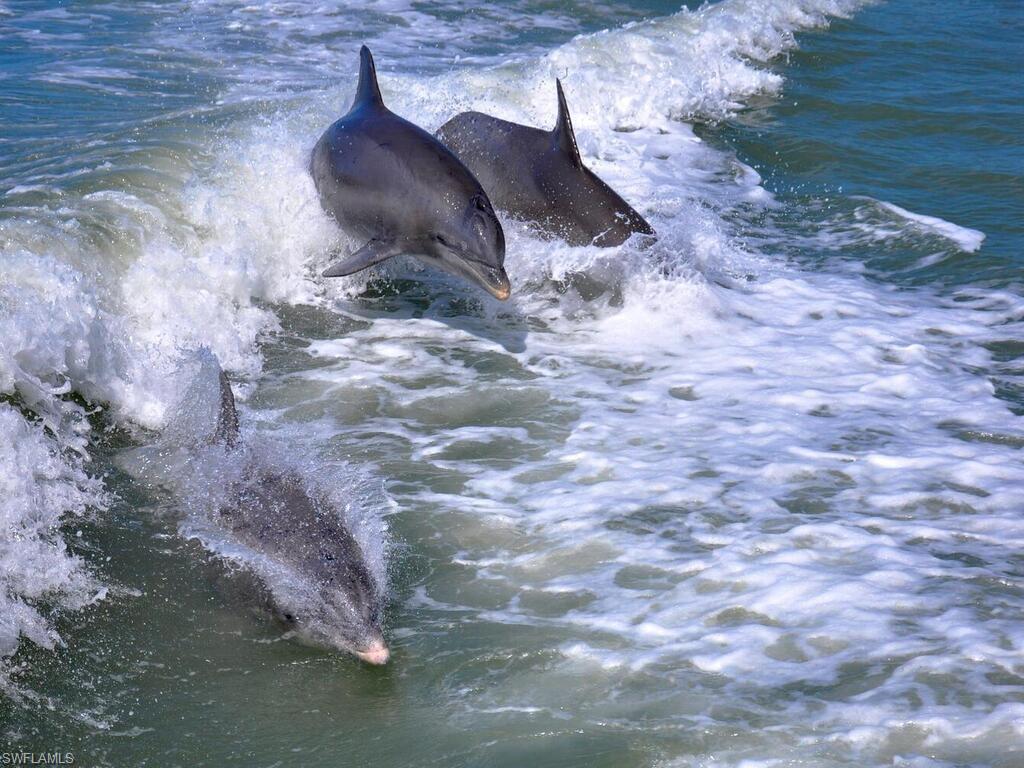 111 Morning Star Cay Naples, FL 34114 - Photo 44 of 47