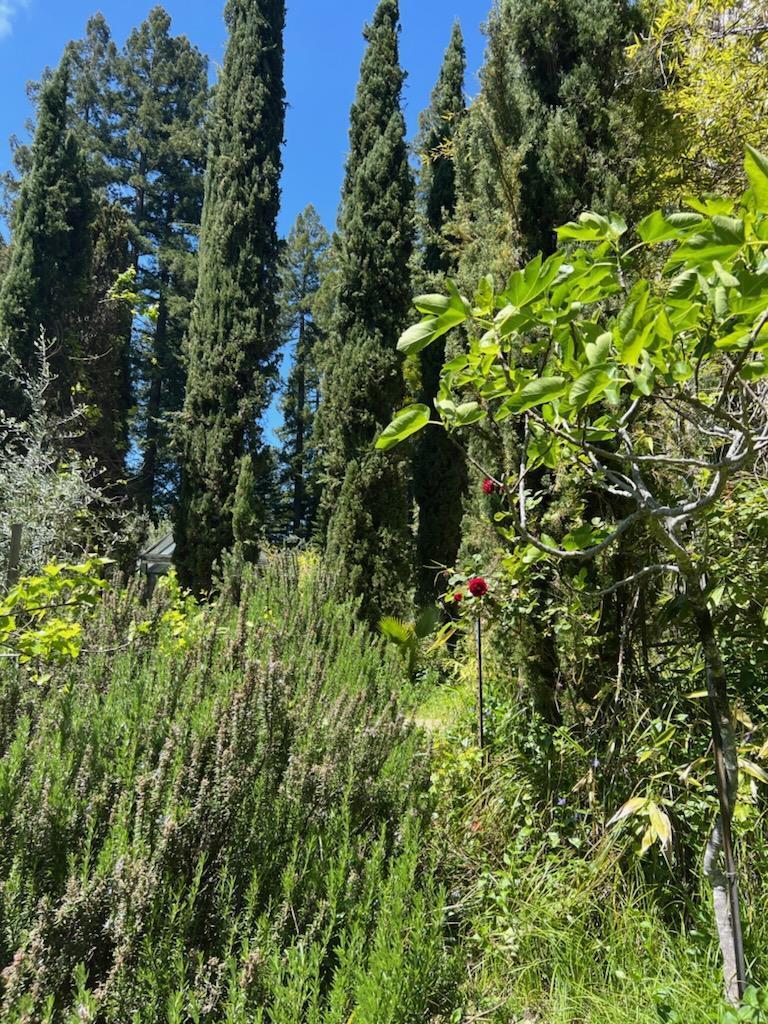 1385 Amaya Ridge Road Los Gatos, CA 95033 - Photo 13 of 35 a backyard of a house with lots of trees