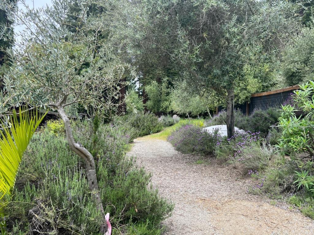 1385 Amaya Ridge Road Los Gatos, CA 95033 - Photo 6 of 35 a view of a forest with a tree
