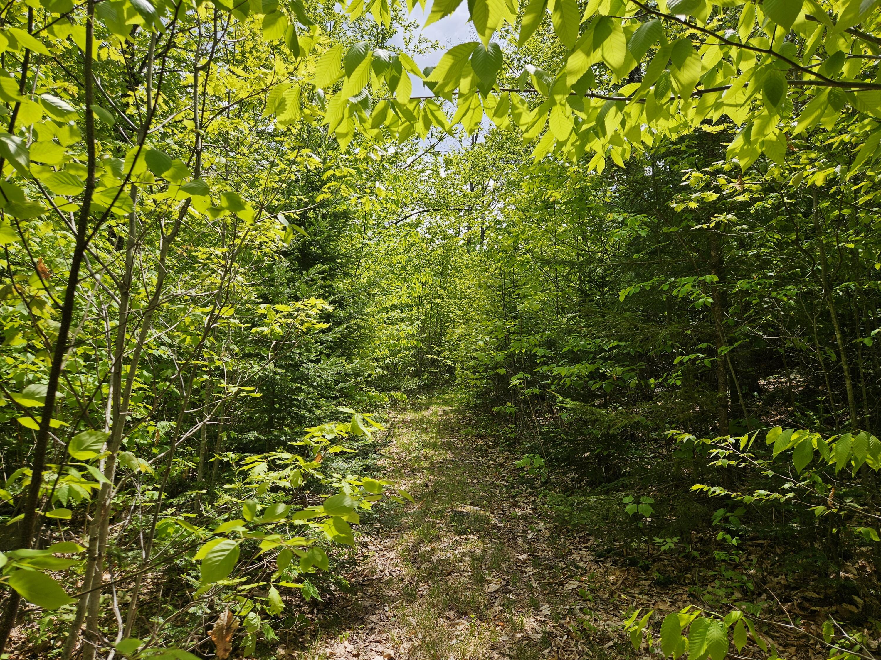2 Mud Pond Road Madrid Township, ME 04966 - Photo 27 of 42 Madrid Lot