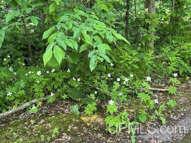 11.6 Acres Off Remington Road Marquette, MI 49855 - Photo 16 of 39
