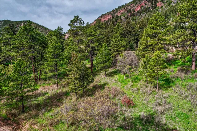 a view of a lush green forest with lots of trees