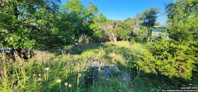 a view of a lush green forest