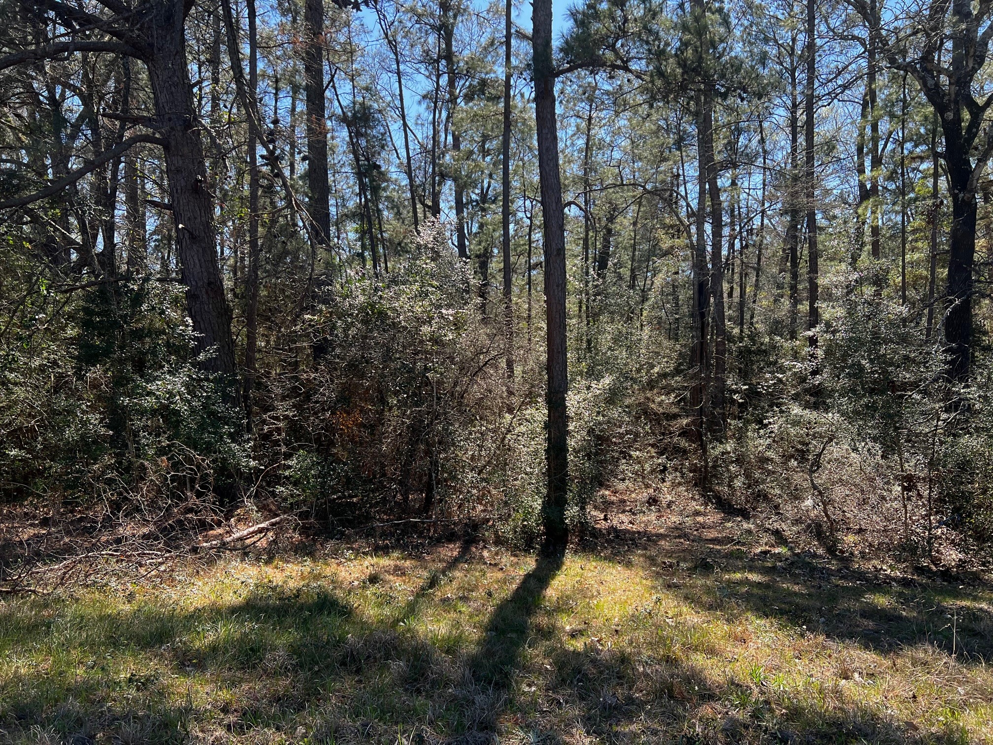 2404 Highway 75 Huntsville, TX 77320 - Photo 5 of 7 a view of a yard with large trees