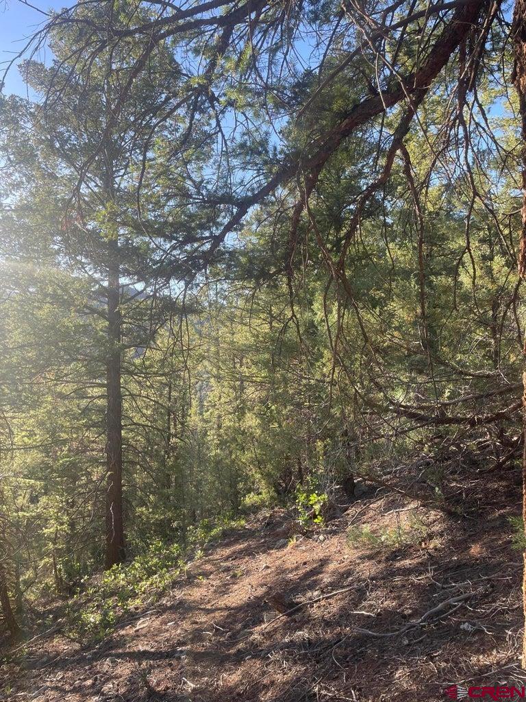 58p 58P Road Placerville, CO 81430 - Photo 14 of 34 a view of a yard with trees