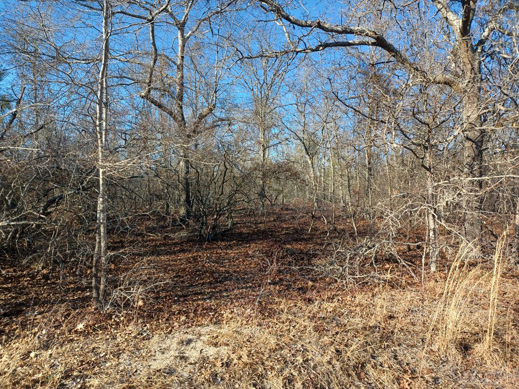Tbd Tbd Browns Pond Road Salley, SC 29137 - Photo 4 of 8