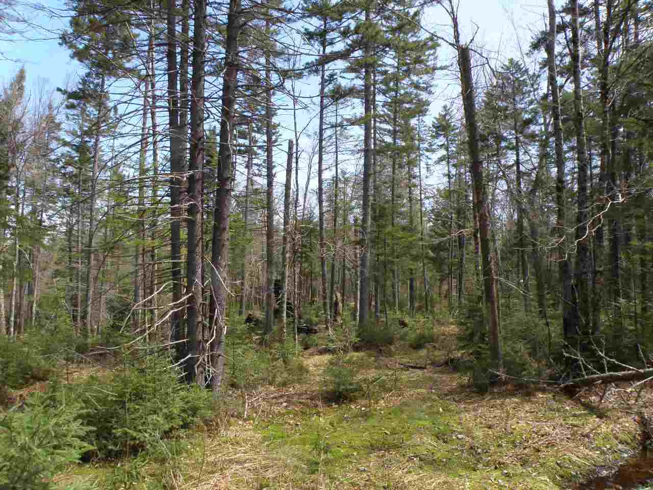 A Bog Road Belvidere Center, VT 05442 - Photo 4 of 10 Gallery Image 4
